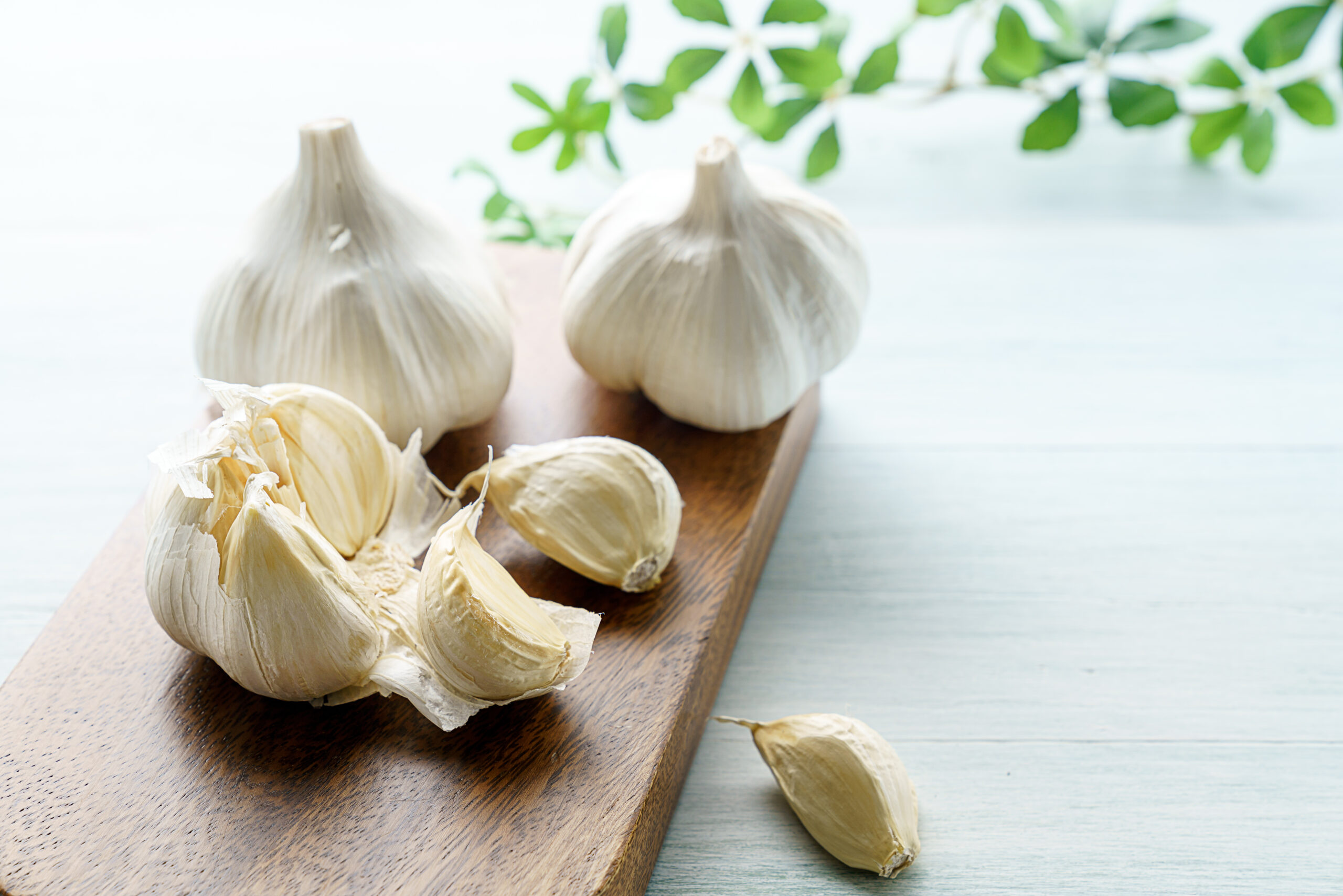 garlic